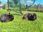 NHD konijn konijntjes voedster hangoor dwerg, Dieren en Toebehoren, Vrouwelijk, Dwerg, Hangoor, 0 tot 2 jaar