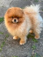 2 hele lieve pomeranians, 6 jaar of ouder, CDV (hondenziekte), Poolhond, Meerdere