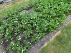 Aardbeienplanten, Ophalen, Volle zon, Vaste plant, Zomer