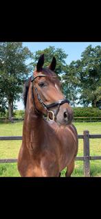 Lieve E-pony te koop, Dieren en Toebehoren, Z, Gechipt, Dressuurpony, 11 jaar of ouder