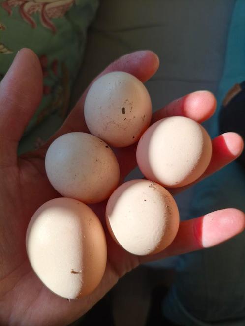 Broedeieren ayam serama kleinste kippenras, Dieren en Toebehoren, Pluimvee, Kip, Geslacht onbekend
