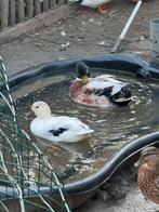 Kwakers, Dieren en Toebehoren, Pluimvee, Meerdere dieren, Kip
