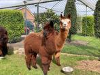 Alpaca merrie, Vrouwelijk