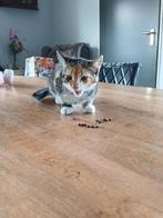 Lapjes poes kitten, Dieren en Toebehoren, Kater