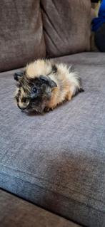 Lief jong Borstel cavia beertje, Dieren en Toebehoren, Knaagdieren, Cavia, Augustus, Mannelijk, Tam