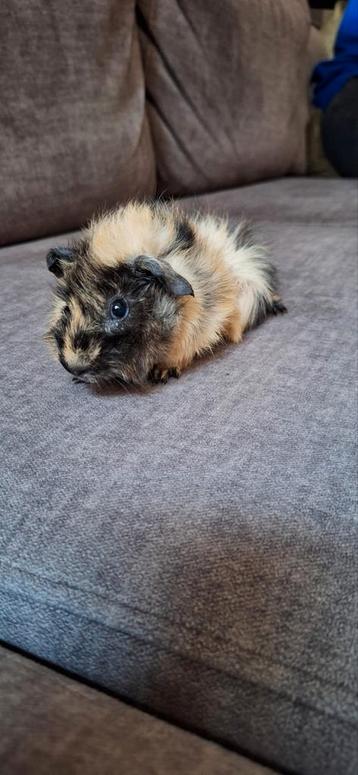 Lief jong Borstel cavia beertje  beschikbaar voor biedingen