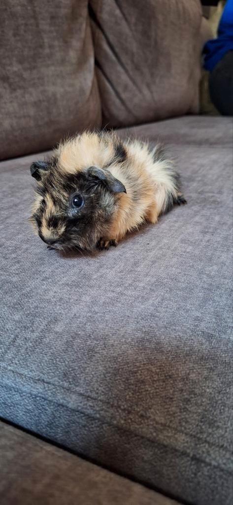 Lief jong Borstel cavia beertje, Dieren en Toebehoren, Knaagdieren, Mannelijk, Cavia, Augustus, Tam