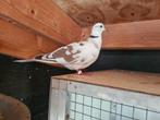 Bonte tortelduif man., Dieren en Toebehoren, Vogels | Duiven, Mannelijk, Tortelduif