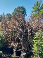 Physocarpus diabolo blad spirea  250 cm, Tuin en Terras, Ophalen, Zomer, Volle zon, Overige soorten