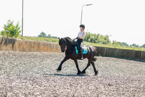 Fries ruin 7 jaar, Dieren en Toebehoren, Paarden, Ruin, L, Minder dan 160 cm, 7 tot 10 jaar, Dressuurpaard