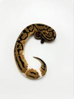 1.0 piebald het axanthic VPI - Python regius, Dieren en Toebehoren, Reptielen en Amfibieën, Slang