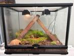 Net terrarium met wimpergekko’s, Dieren en Toebehoren, Reptielen en Amfibieën | Toebehoren, Ophalen, Zo goed als nieuw, Terrarium of Paludarium