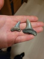 Retroflexus haaientand Antwerpen, Ophalen of Verzenden, Fossiel