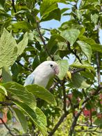Prachtige Hand Tamme Agapornis Dwergpapegaai Diverse Kleuren, Meerdere dieren, Dwergpapegaai of Agapornis, Geringd