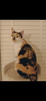 2 katten gratis ter overname