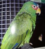 Weisstirnamazone Albifons Albifons, Dieren en Toebehoren, Vogels | Parkieten en Papegaaien, Vrouwelijk, Papegaai, Geringd