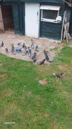 Tackla duiven, Dieren en Toebehoren, Vogels | Duiven, Meerdere dieren, Overige soorten