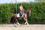 Talentvolle sportpony te koop, Dieren en Toebehoren, Pony's, Gechipt, Ruin, Dressuurpony, M