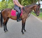 Topbrave 8  jr allrounder 1,62mtr( recreatie-manege-sport), Merrie, B, Gechipt, 7 tot 10 jaar