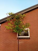 Lei laurier groenblijvend stamhoogte 150-180-200 privacy, Ophalen, In pot, Halfschaduw, Leiboom
