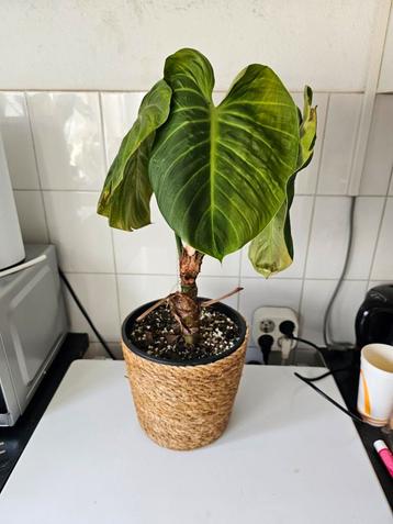 Philodendron el choco red beschikbaar voor biedingen