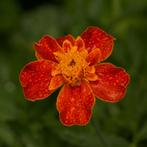 Zaden afrikaantje oranje/rood, Ophalen of Verzenden, Voorjaar, Volle zon, Zaad