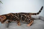 Uitstekende Bengaalse katertjes beschikbaar, Dieren en Toebehoren, Katten en Kittens | Raskatten | Korthaar, Kater, Gechipt, 0 tot 2 jaar