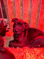 Hollandse / Mechelse herder pups, 8 tot 15 weken, Meerdere, Meerdere dieren, Herder