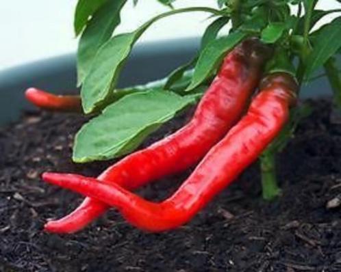 Pepper, Hot Cayenne, Tuin en Terras, Bloembollen en Zaden, Zaad, Voorjaar, Volle zon, Ophalen of Verzenden