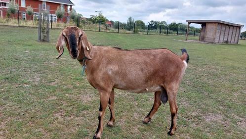 Nubische geit CL en CAE vrij, Dieren en Toebehoren, Schapen, Geiten en Varkens, Geit, Vrouwelijk, 3 tot 5 jaar
