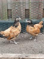Mooie jonge vorwerk hennen, Dieren en Toebehoren, Pluimvee, Vrouwelijk, Kip