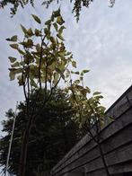 Catalpa boompjes in diverse maten, Tuin en Terras, Planten | Bomen, Bloeit niet, Ophalen of Verzenden, 100 tot 250 cm, Volle zon