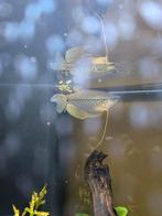 Diamant Goerami man, Dieren en Toebehoren, Vissen | Aquariumvissen, Vis