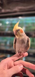 Valkparkieten super tam en echt super lief., Dieren en Toebehoren, Vogels | Parkieten en Papegaaien, Meerdere dieren, Parkiet