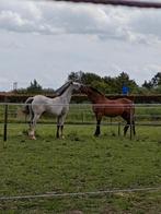 Plek beginnende Browsing Paddock, Dieren en Toebehoren, Stalling en Weidegang