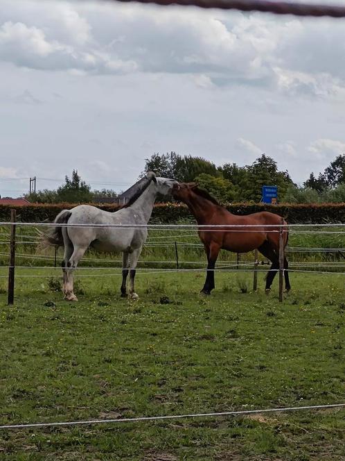 Plek beginnende Browsing Paddock, Dieren en Toebehoren, Stalling en Weidegang