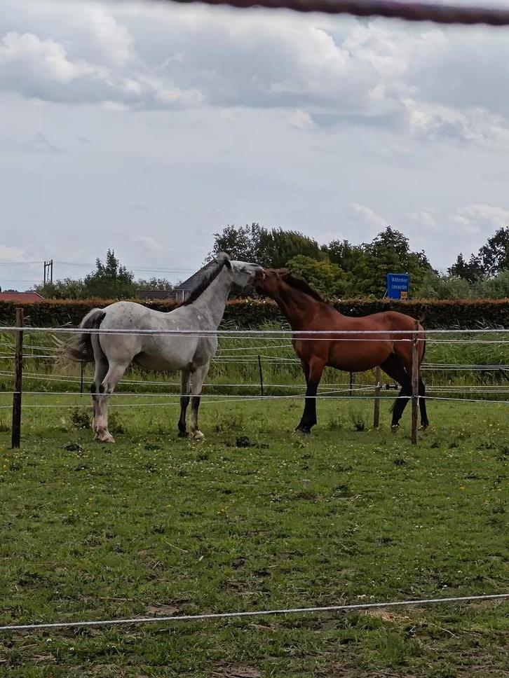 Plek beginnende Browsing Paddock, Dieren en Toebehoren, Stalling en Weidegang