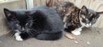 kittens, Poes, 0 tot 2 jaar