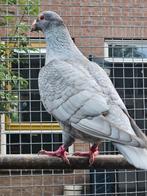 Postduiven, Dieren en Toebehoren, Vogels | Duiven, Meerdere dieren, Postduif