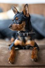 Praagse Rattler / Prazsky krysarik, Dieren en Toebehoren, Rabiës (hondsdolheid), Overige rassen, 8 tot 15 weken, Meerdere