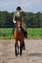 Lieve new forest pony, Dieren en Toebehoren, Paarden, Merrie, Minder dan 160 cm, Recreatiepaard, 11 jaar of ouder