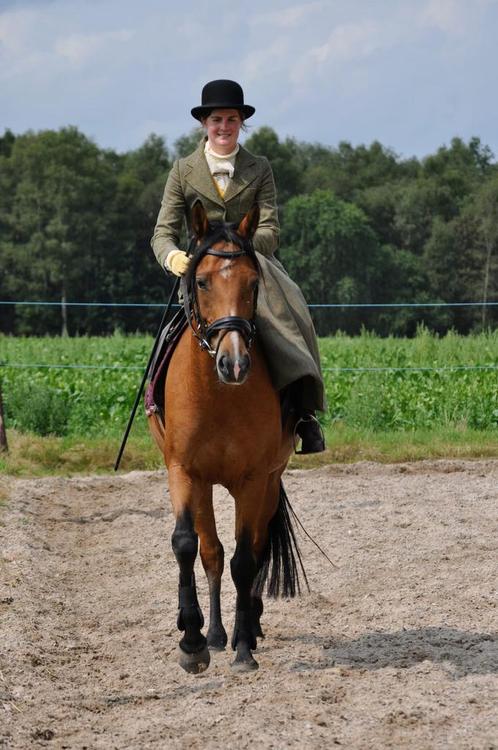 Lieve new forest pony, Dieren en Toebehoren, Paarden, Merrie, Minder dan 160 cm, 11 jaar of ouder, Recreatiepaard