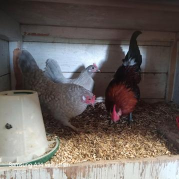 Toompje kriel kippen  beschikbaar voor biedingen