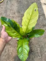 Anthurium hookerii variegata #1, Verzenden, Overige soorten, Minder dan 100 cm