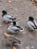Boeren kwakertjes, Meerdere dieren, Eend