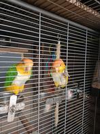 Koppel roestkop van 2021, Dieren en Toebehoren, Vogels | Parkieten en Papegaaien, Meerdere dieren, Parkiet, Tam