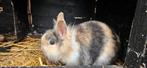 Konijntjes, Dieren en Toebehoren, Konijnen, Meerdere dieren, Groot