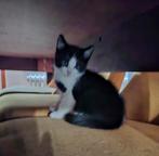 1 lieve kitten