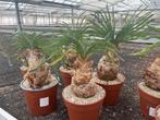 Caudex Boophane Haemanthoides in de 17 cm pot, Overige soorten, Ophalen of Verzenden, In pot, Minder dan 100 cm