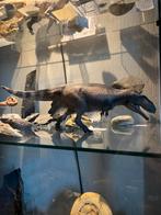 PNSO Mapusaurus 1:35 model, Ophalen of Verzenden, Zo goed als nieuw